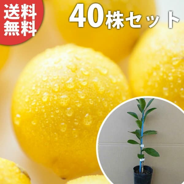 ■送料無料■【40本セット】 レモン・リスボンレモン（ポット） 苗木 素掘り苗 1本で実がなる レモンの木 接ぎ木 苗 柑橘 樹高0.2m前後 9cmポット 果樹苗 果樹 植木 木
