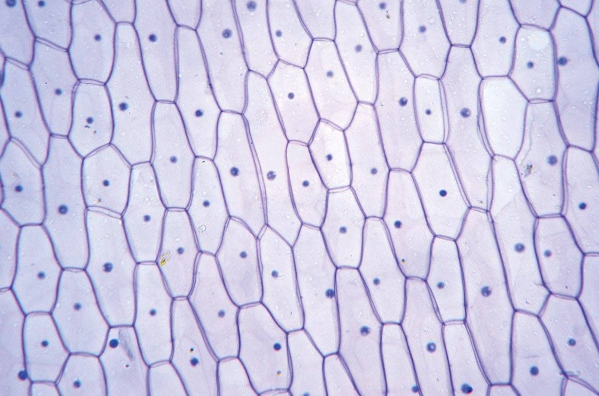 植物組織 プレパラート 40種