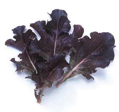 【 レタス 】 レッドオーク（夏用） 1L 【 中原採種場 】 野菜種 栽培用 種子 ベビーリーフ ナカハラのたね