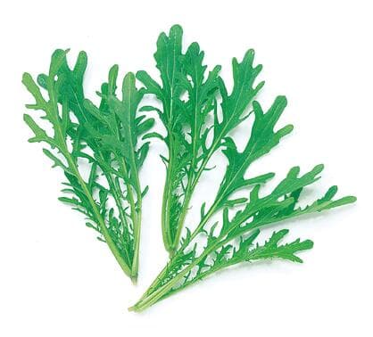 【 葉物 】 グリーンからし水菜 1L 【 中原採種場 】 野菜種 栽培用 種子 ベビーリーフ ナカハラのたね