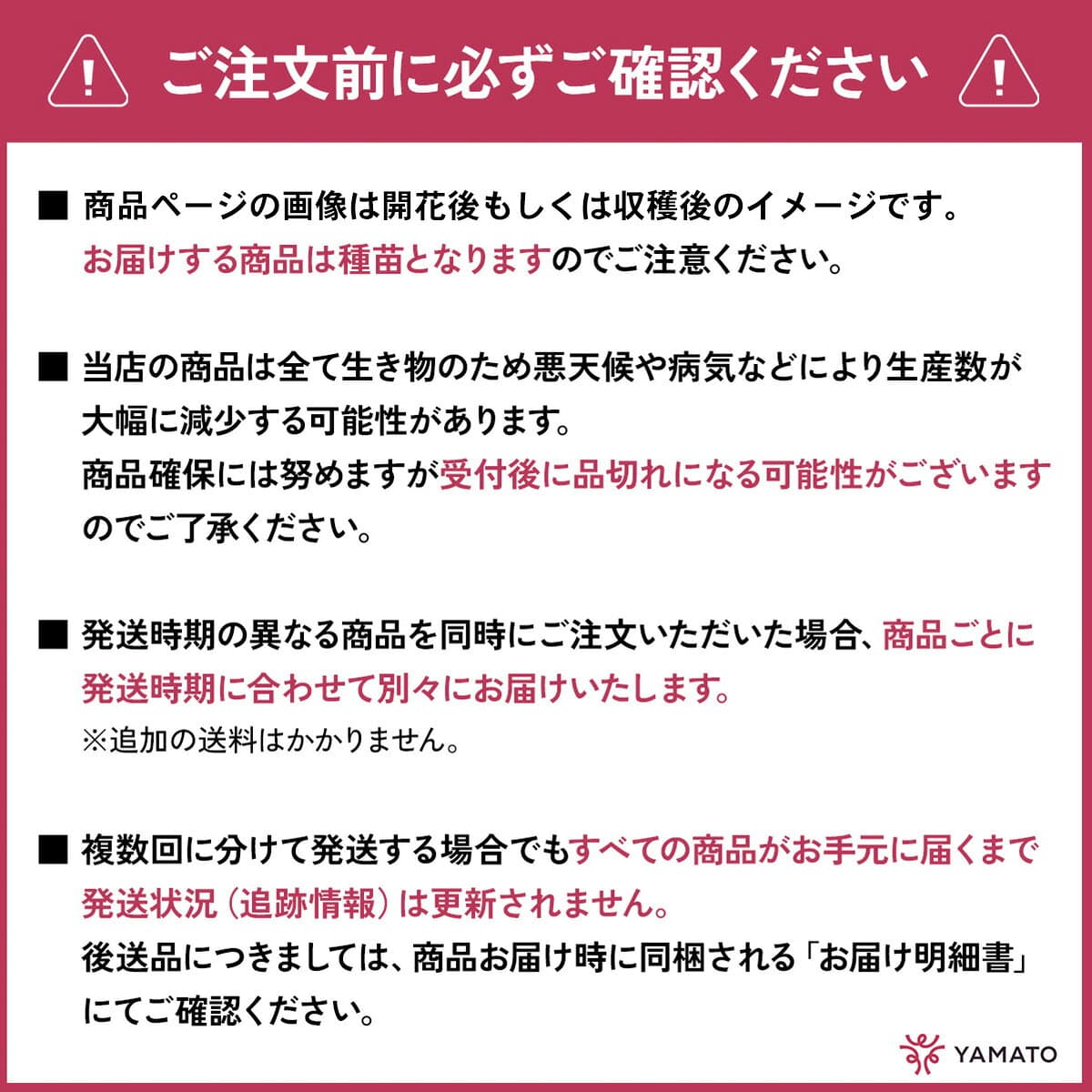 ヒヤシンス ブルージャケット 球根 花球根 庭植え 花壇 ガーデニング 観賞用 栽培 秋植え 鉢植え 園芸植物 植え付け ガーデン 家庭園芸 花づくり お庭づくり 観賞植物 園芸 【大和農園公式店】 thumbnail 2