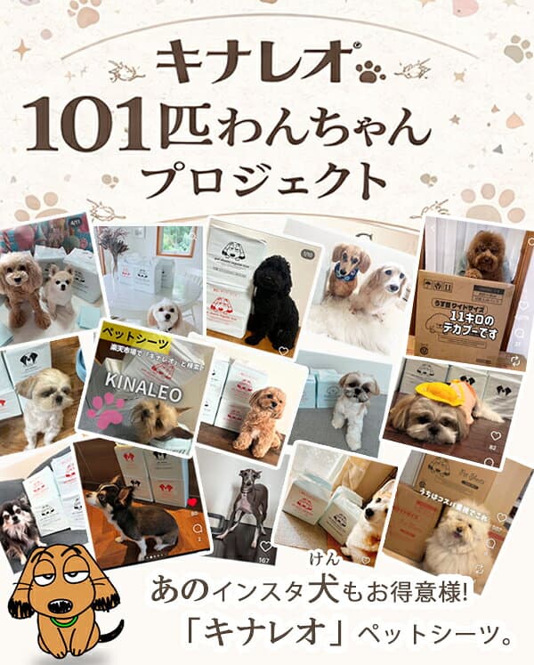 4つのサイズと2つの厚み 選べる キナレオ　犬用 トイレシート　薄型レギュラー800枚／薄型ワイド400枚／薄型 スーパーワイド 200枚／厚型レギュラー400枚／厚型ワイド200枚／厚型 スーパーワイド 104枚 /ウルトラワイド/ thumbnail 2