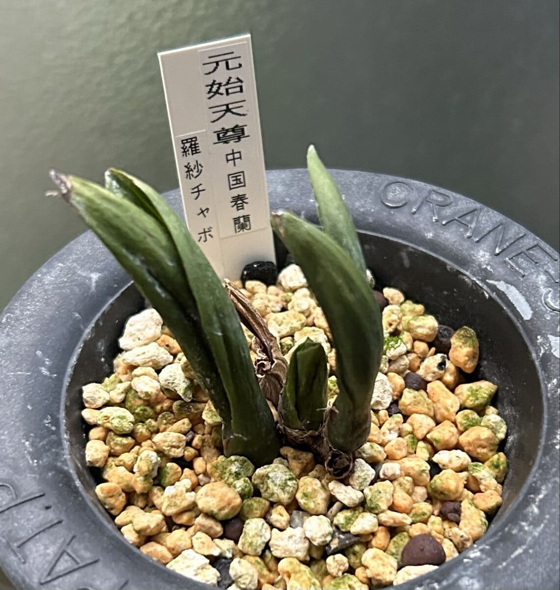 ** 中国春蘭.「羅紗.極チャボ」です 野生ラン 古典園芸 — 1/4